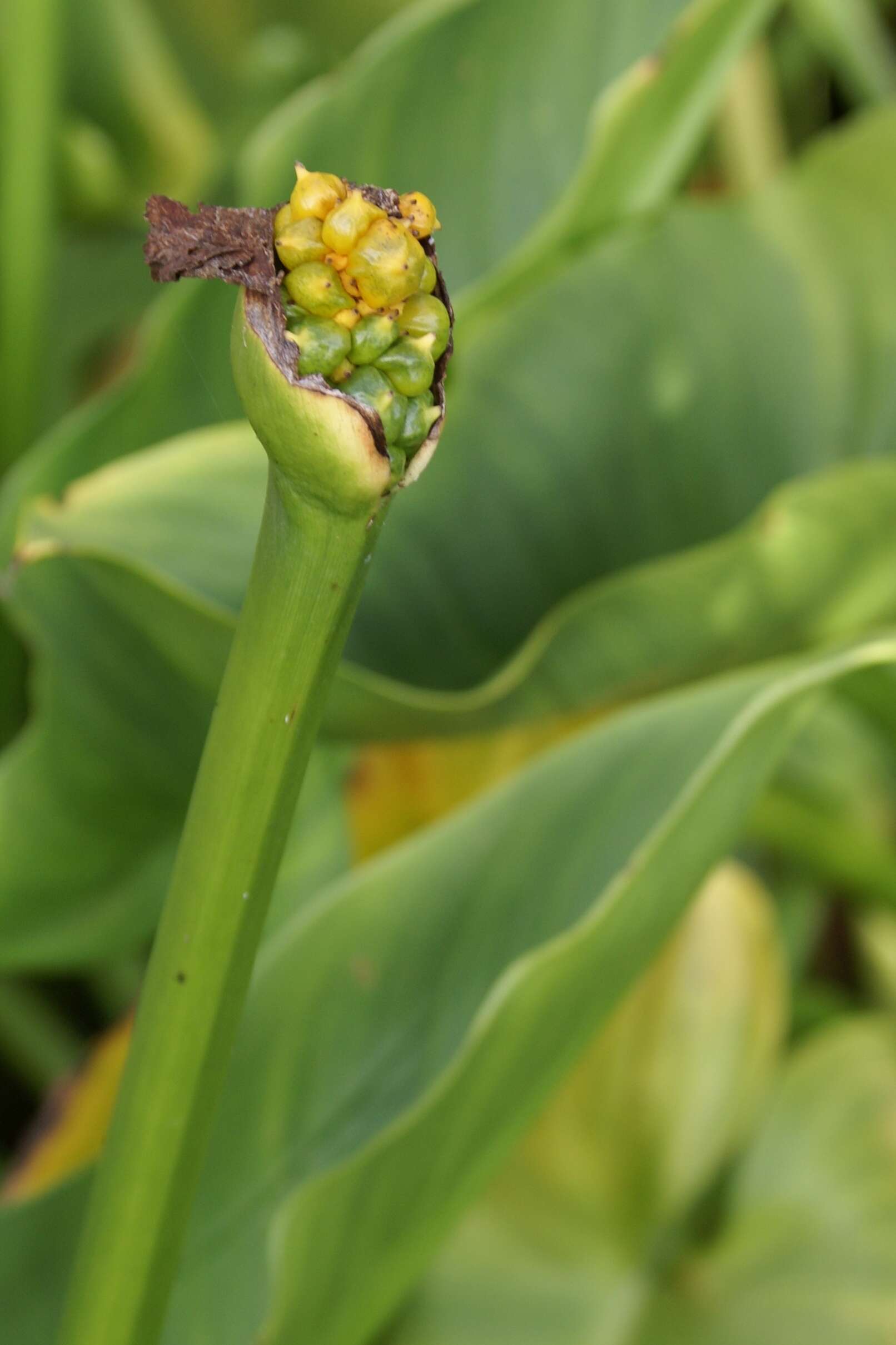 Image of Arum lily