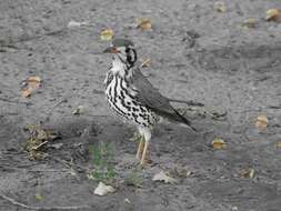 Plancia ëd Turdus litsitsirupa pauciguttatus Clancey 1956