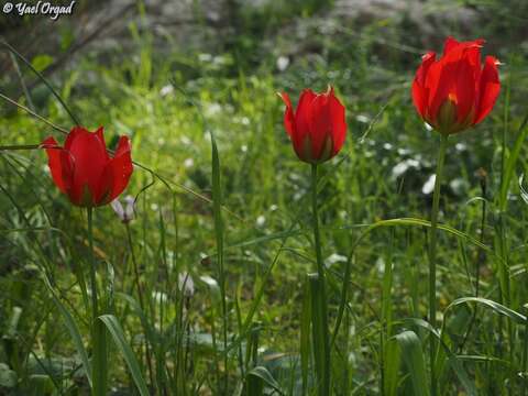 Tulipa agenensis Redouté的圖片