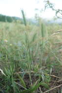 Plancia ëd Hordeum marinum subsp. gussoneanum (Parl.) Thell.