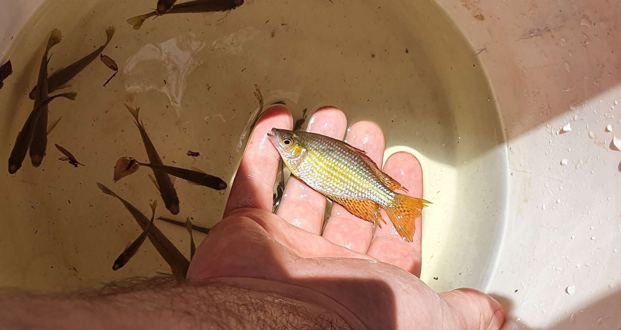 Image of Checkered rainbowfish