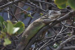 Image of West Indian Iguana