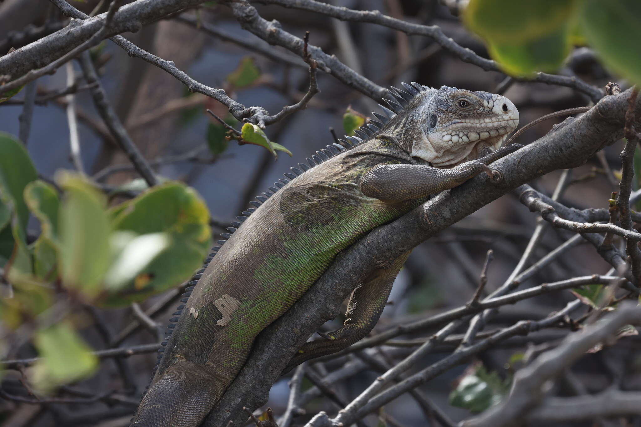 Image of West Indian Iguana