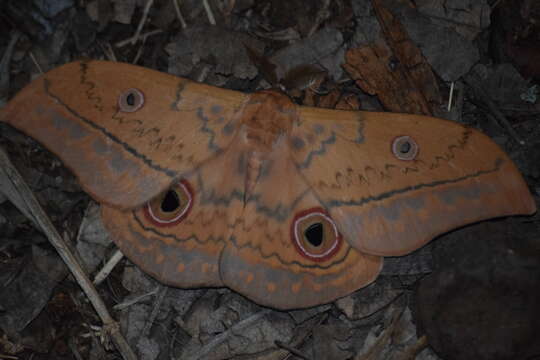 Image of Aurivillius fusca (Rothschild 1895)