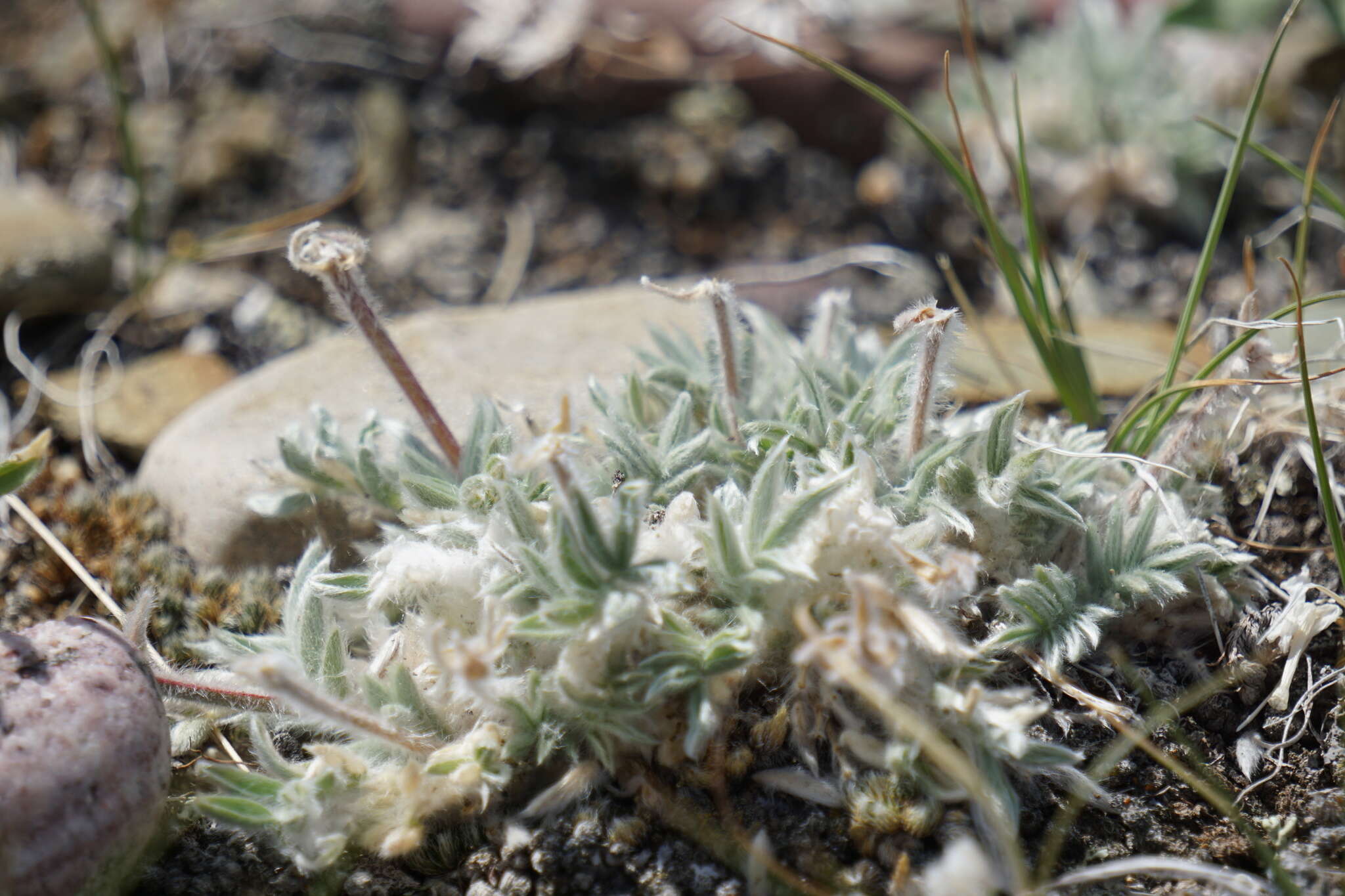 Image of haresfoot locoweed