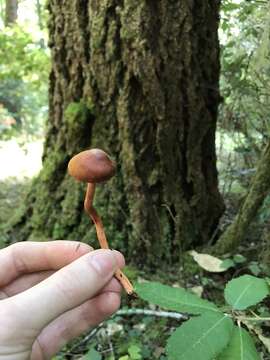 Image of Cortinarius californicus A. H. Sm. 1939