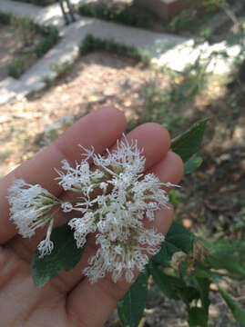 Image of Eremosis pallens (Sch. Bip.) Gleason