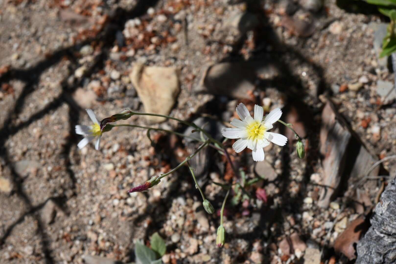 Image de Malacothrix floccifera (DC.) S. F. Blake