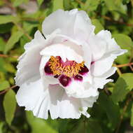 Image of Paeonia rockii (S. G. Haw & Lauener) T. Hong & J. J. Li ex D. Y. Hong