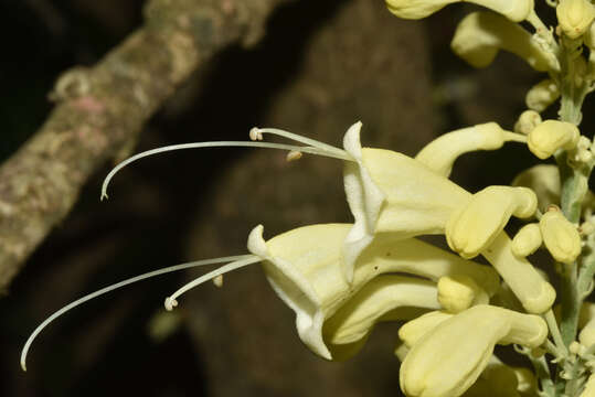 Image of Oxera sulfurea Dubard