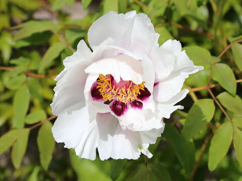 Image of Paeonia rockii (S. G. Haw & Lauener) T. Hong & J. J. Li ex D. Y. Hong