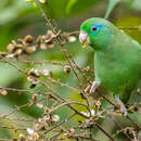 Imagem de Forpus conspicillatus caucae (Chapman 1915)