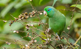 صورة Forpus conspicillatus caucae (Chapman 1915)