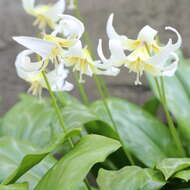 Image of giant white fawnlily