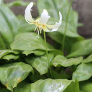 Image of giant white fawnlily