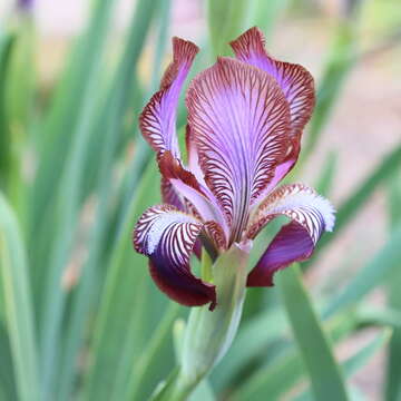 Image of Iris stolonifera Maxim.