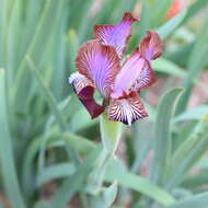 Image of Iris stolonifera Maxim.