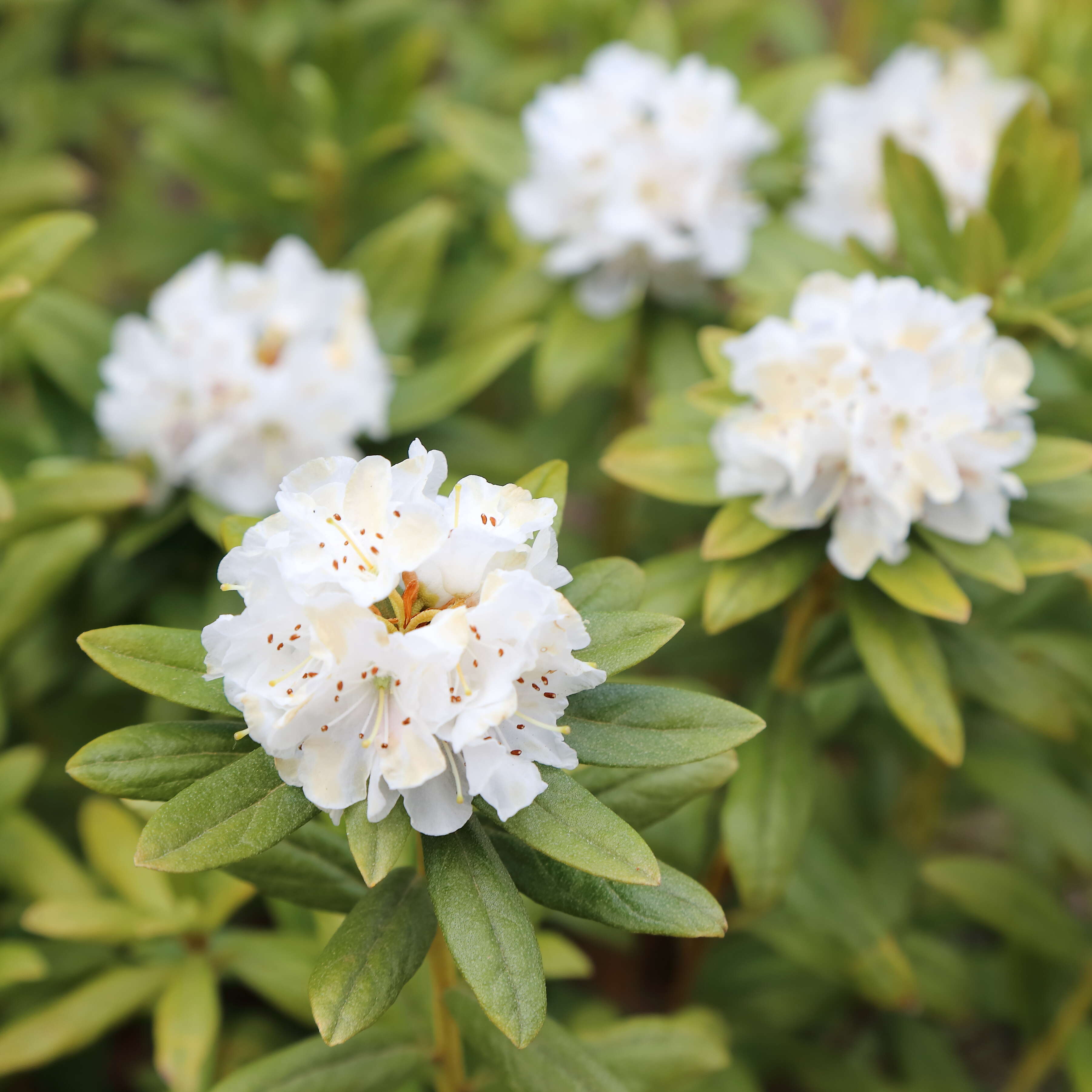 Image of Rhododendron hippophaeoides I. B. Balf. & W. W. Sm.