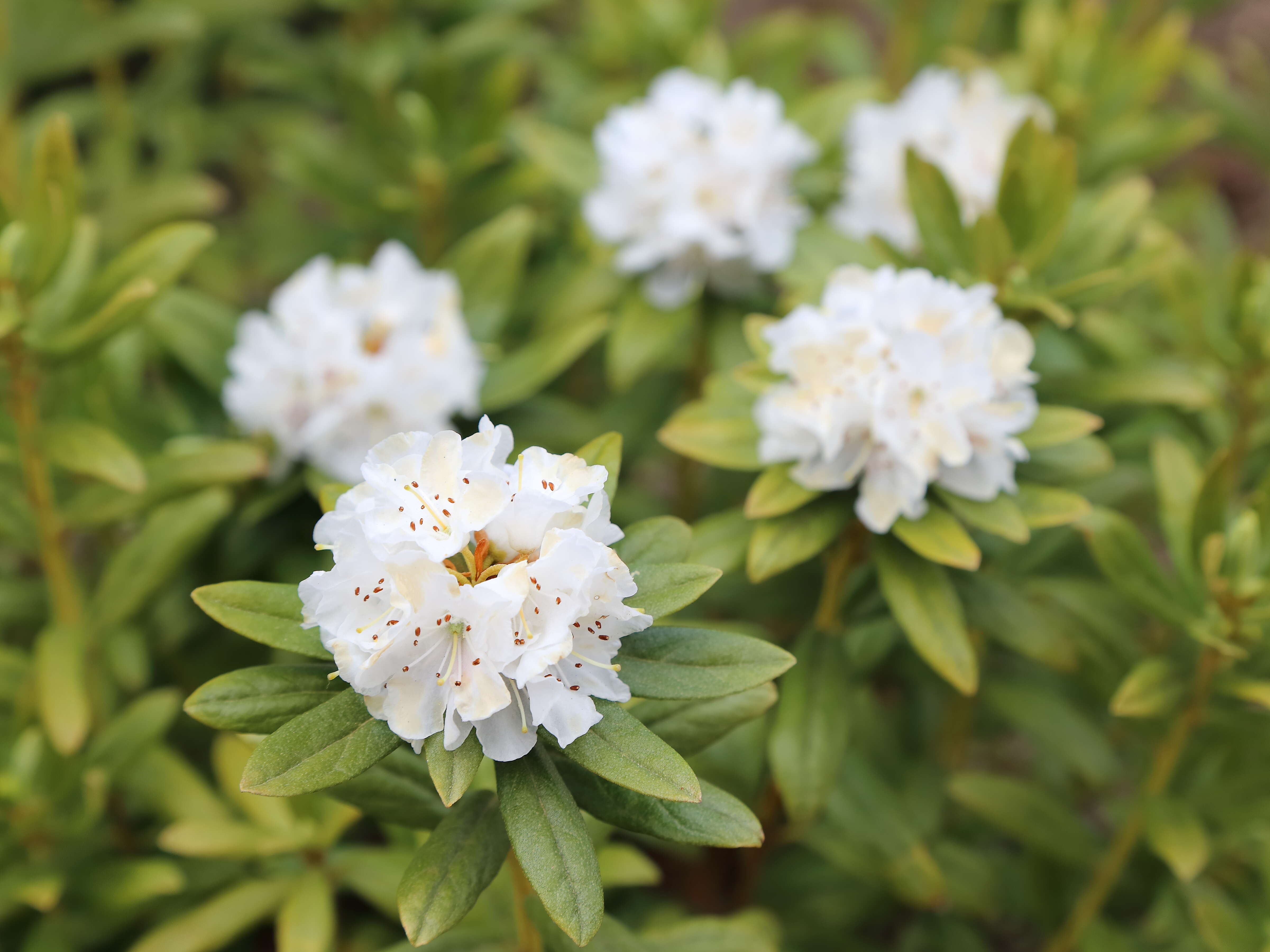 Image of Rhododendron hippophaeoides I. B. Balf. & W. W. Sm.