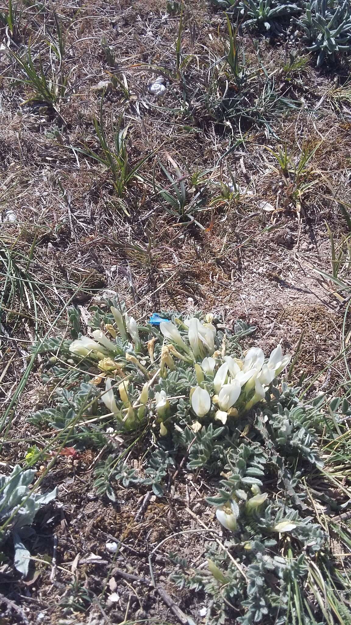 Image of Astragalus rupifragus Pall.