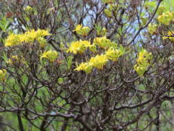 Image of Yellow Azalea