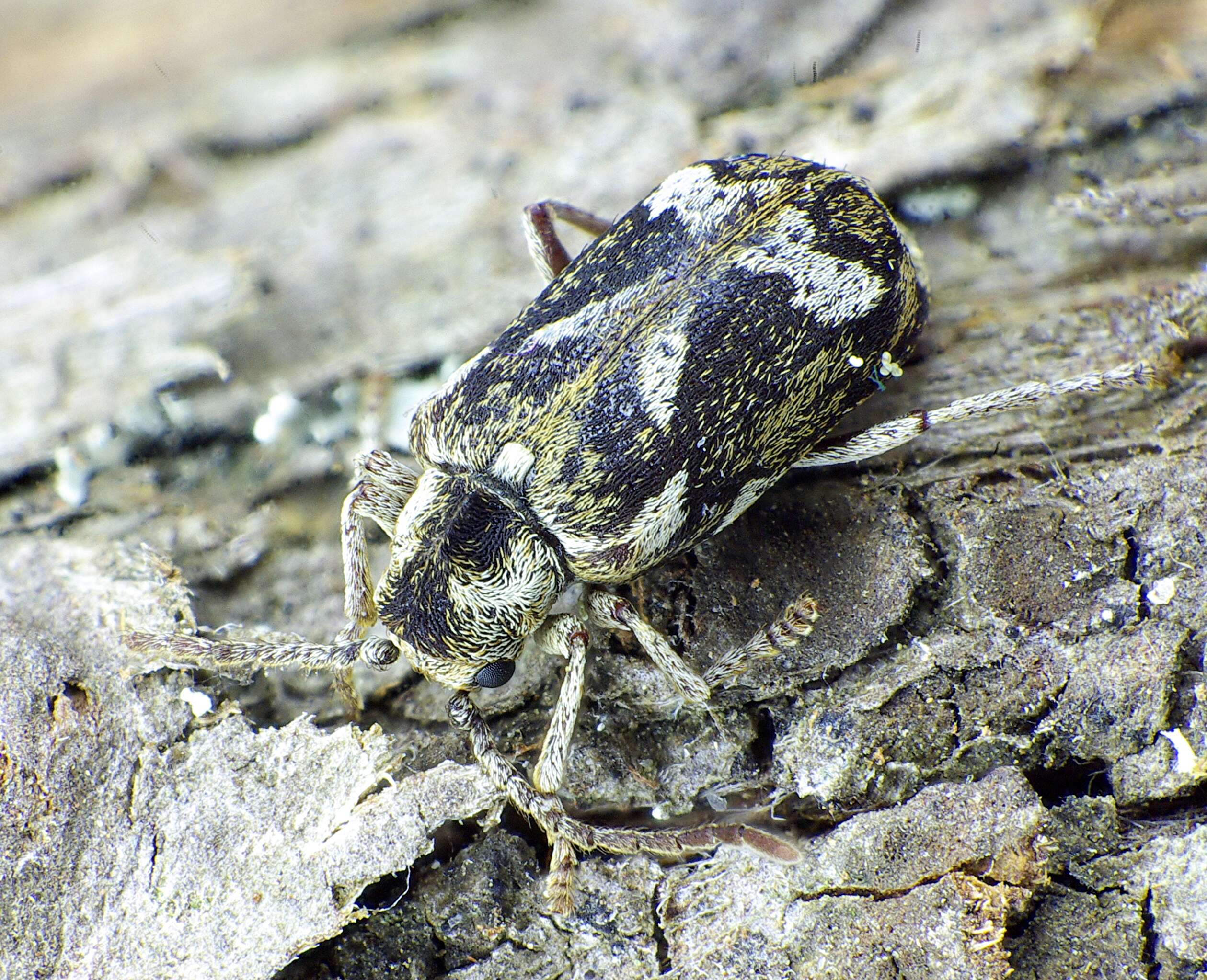 Ptinomorphus imperialis resmi