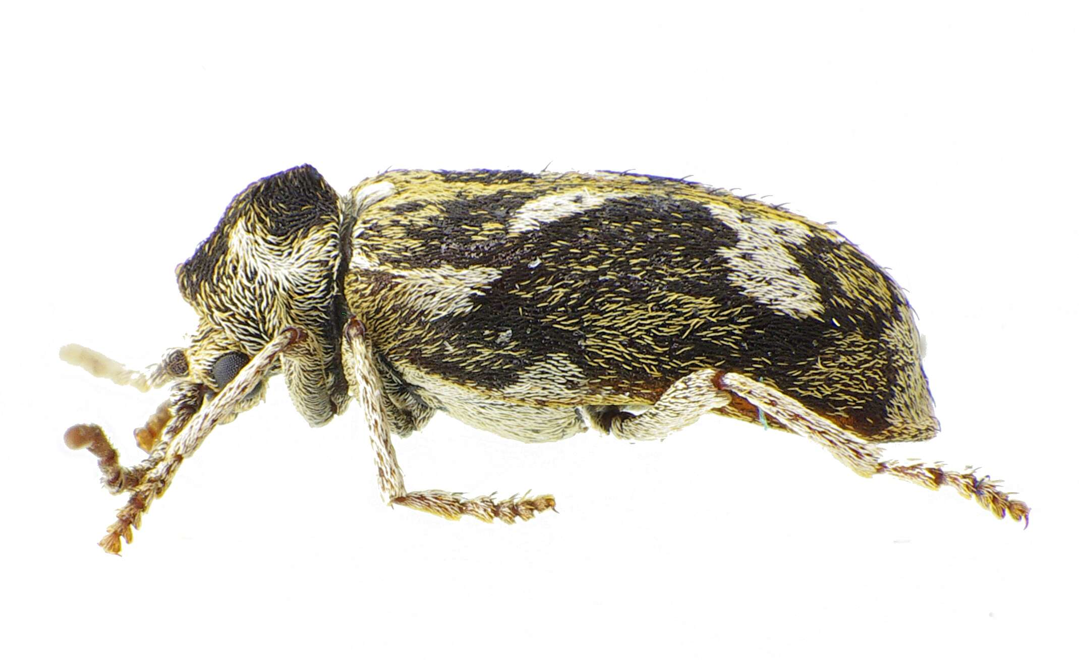 Ptinomorphus imperialis resmi