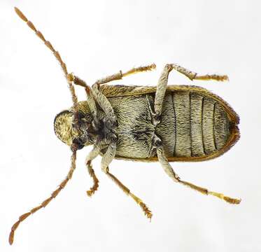 Ptinomorphus imperialis resmi