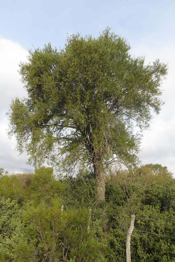 صورة Aspidosperma quebracho-blanco Schltdl.