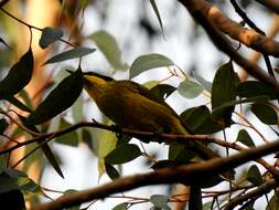 Image of Yellow-tufted Honeyeater