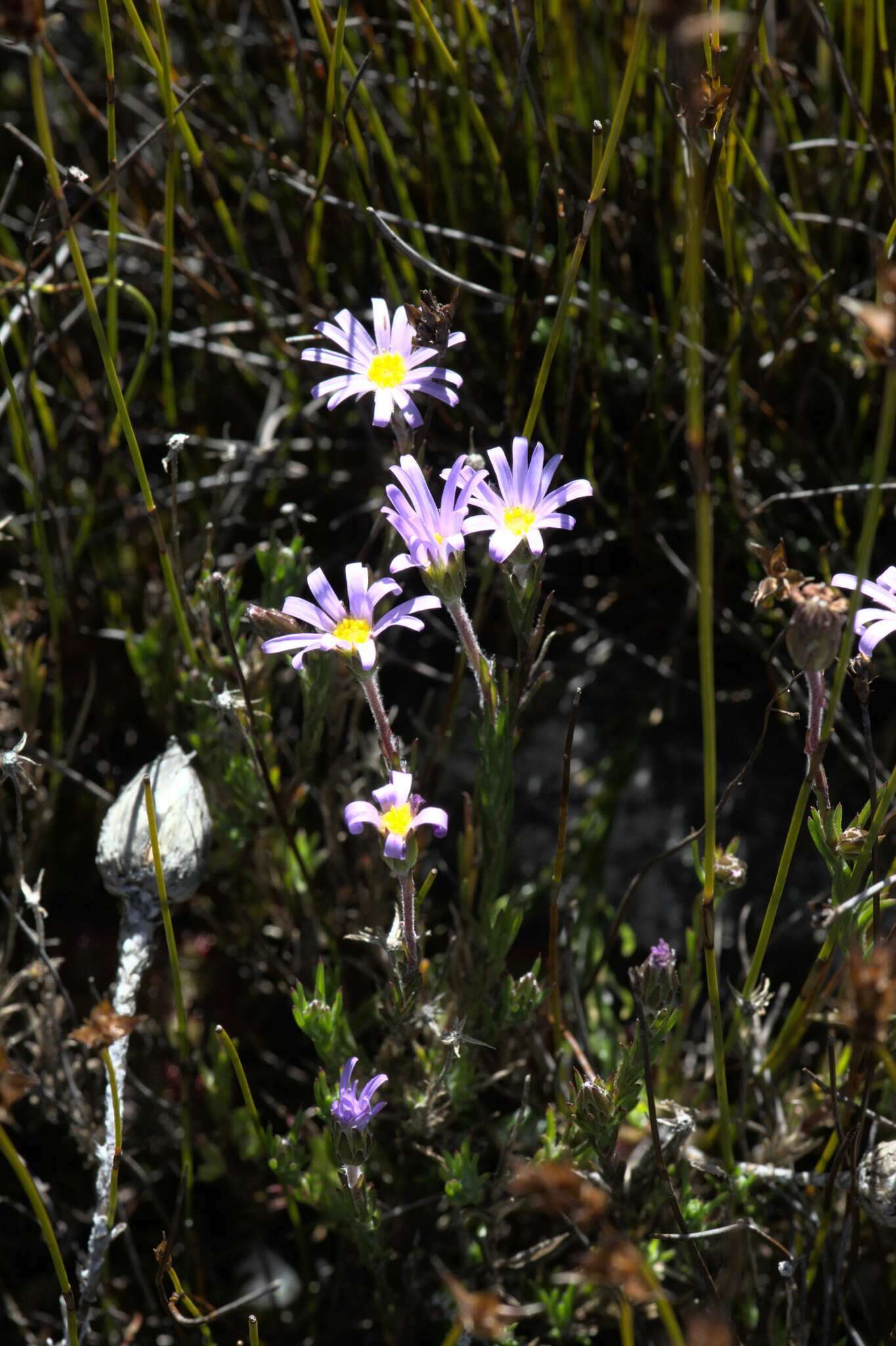 Image of Zyrphelis taxifolia Nees