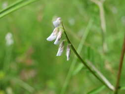 Image of Hairy Tare