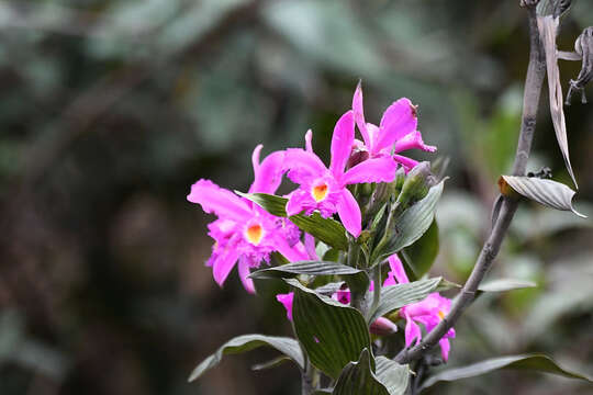 Image of Sobralia boliviensis Schltr.