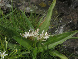 Image of Chlorophytum tetraphyllum (L. fil.) Baker