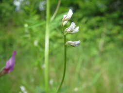 Image of Hairy Tare