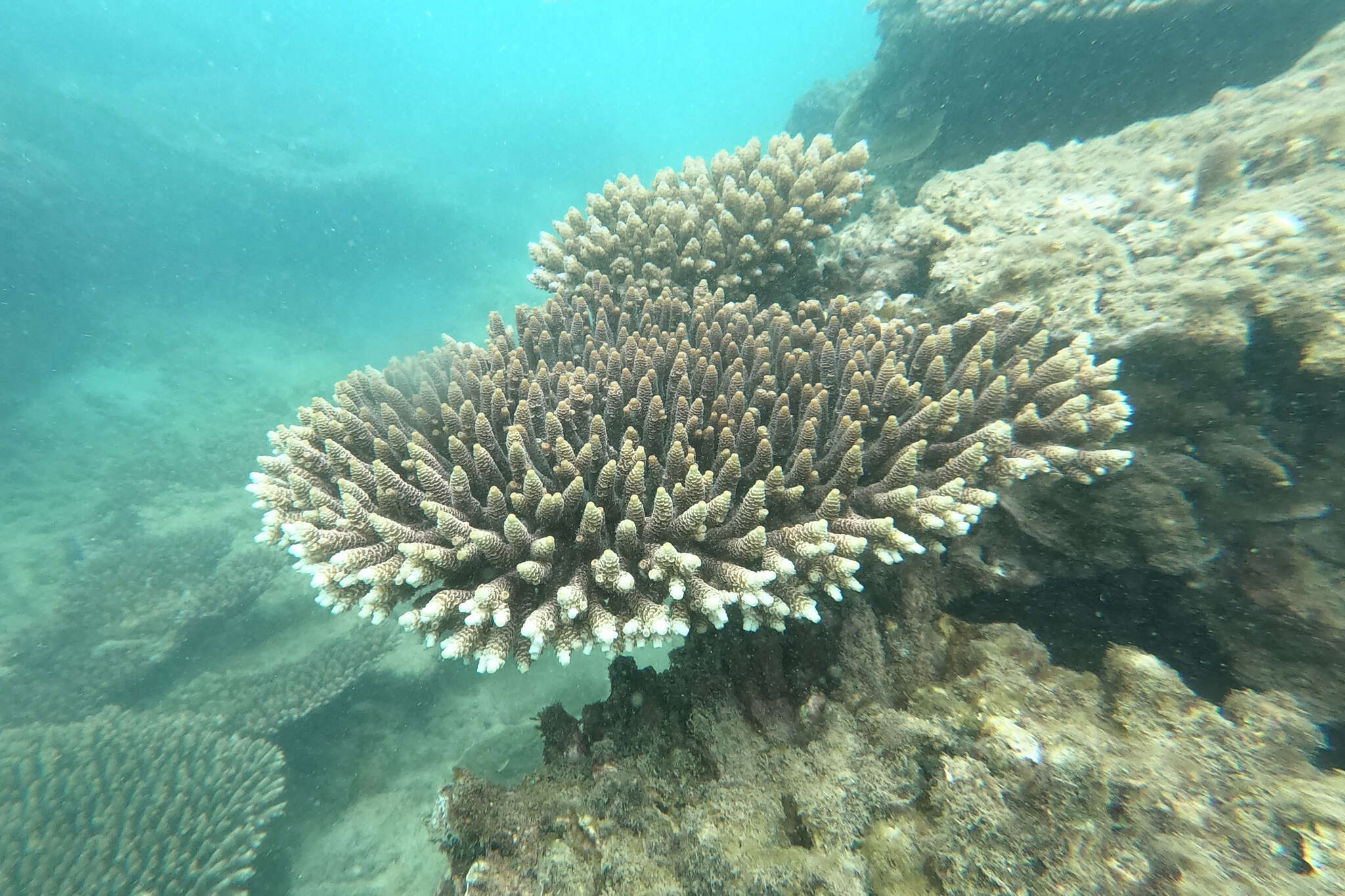 Plancia ëd Acropora millepora (Ehrenberg 1834)