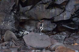 Image of erect-crested penguin