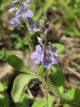 Image of Health Speedwell