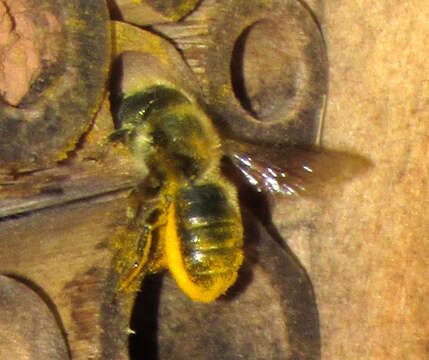 Image of Osmia coloradensis Cresson 1878