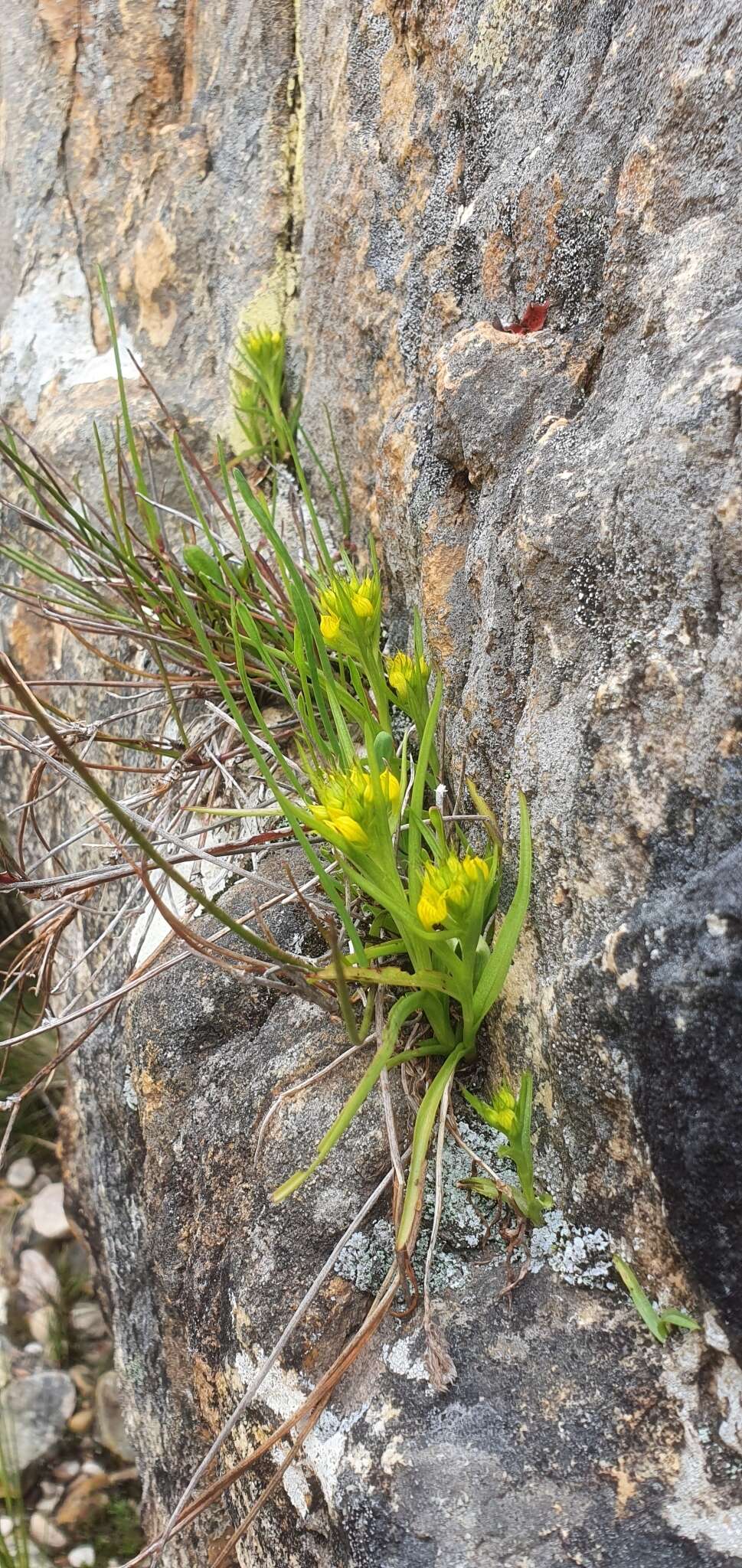 Image of Disa telipogonis Rchb. fil.