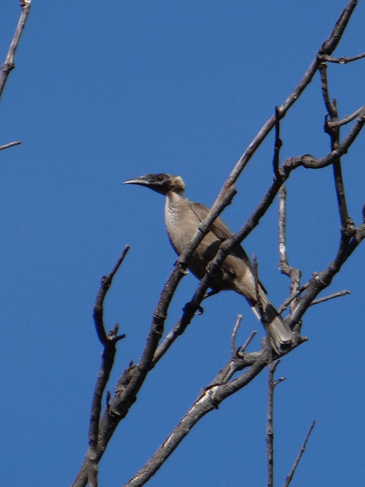 Philemon buceroides (Swainson 1838)的圖片