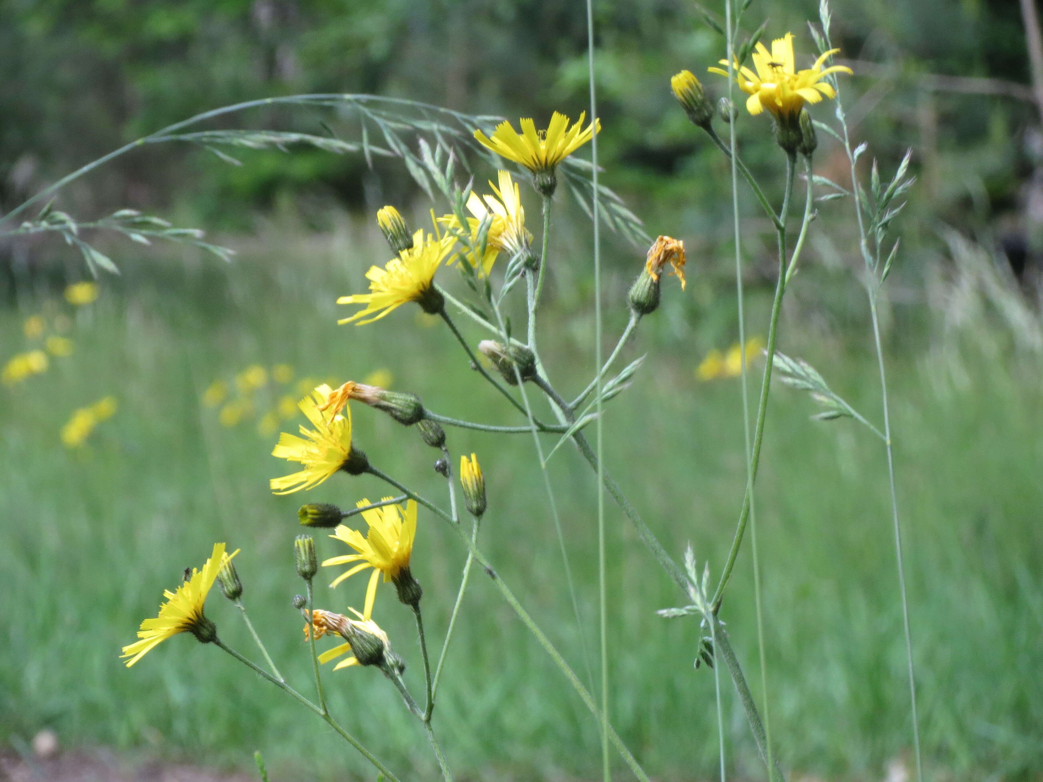 Image of few-leaved hawkweed