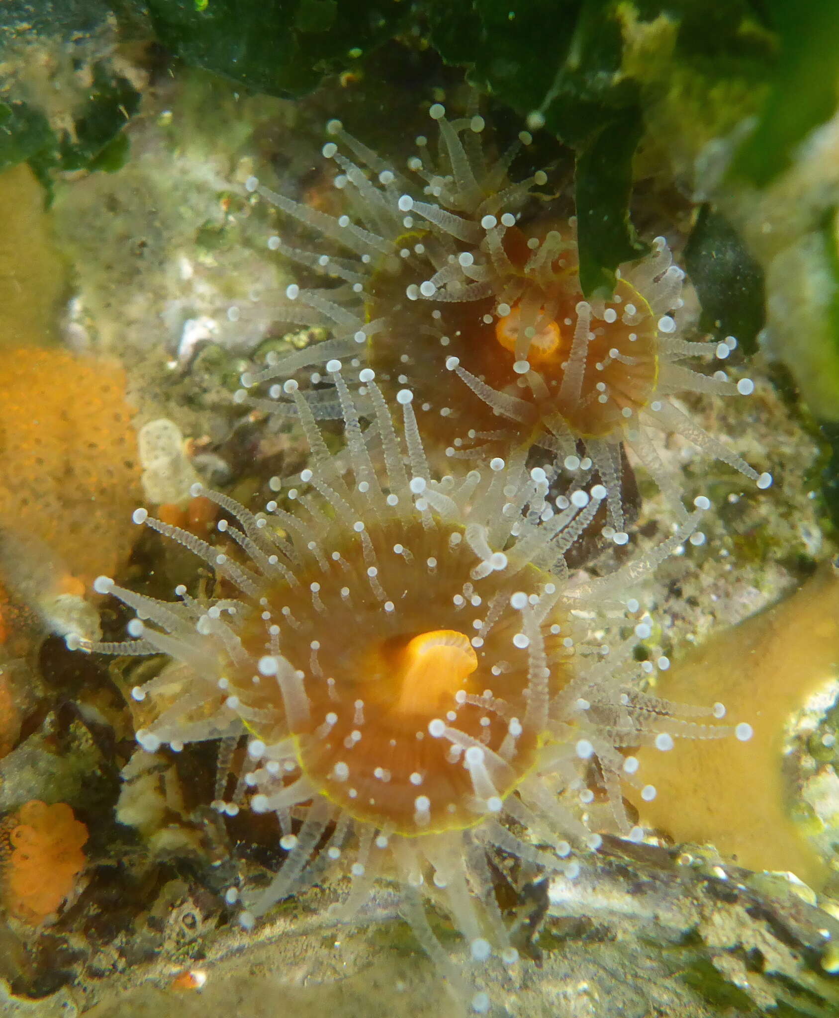 Image of Strawberry anemones