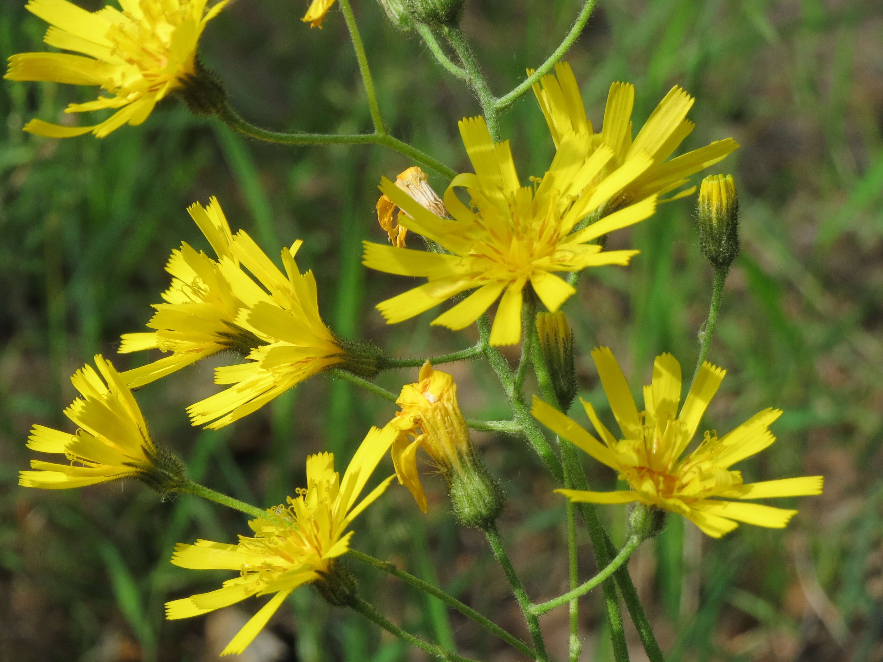 Image of few-leaved hawkweed