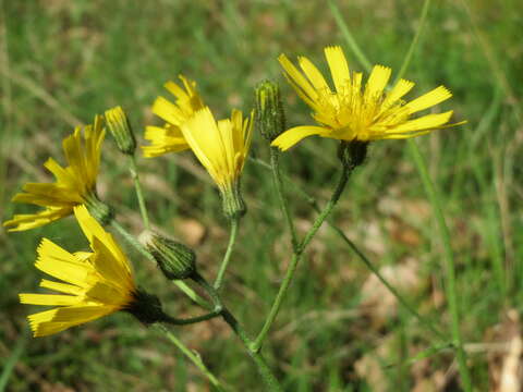 Image of few-leaved hawkweed