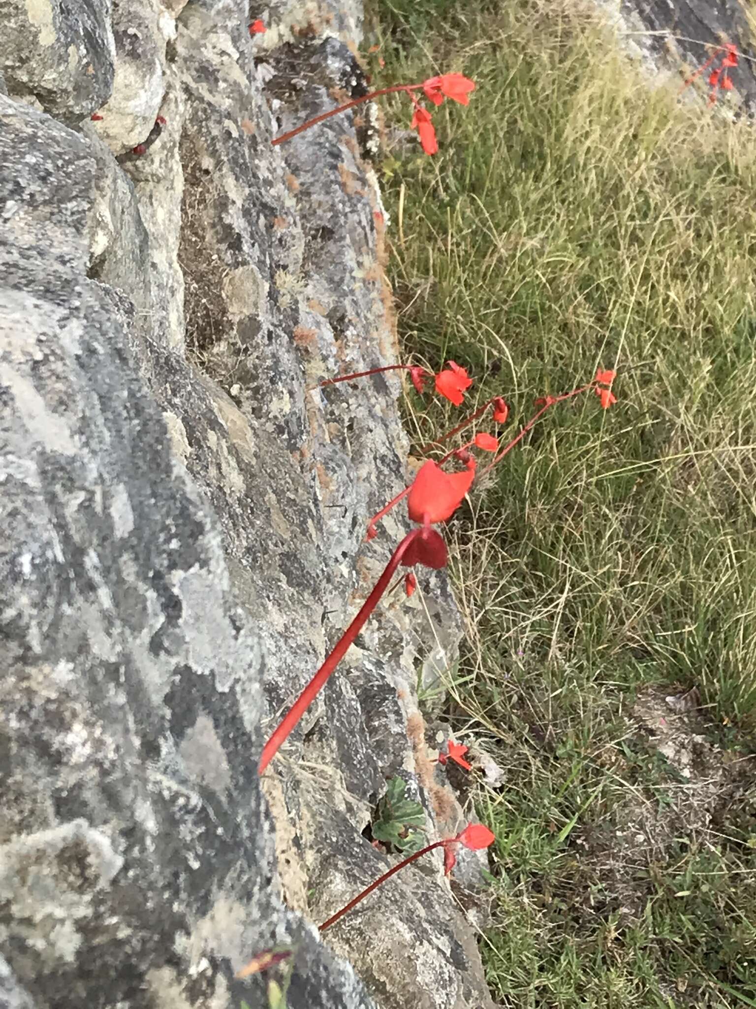 Слика од Begonia veitchii Hook. fil.