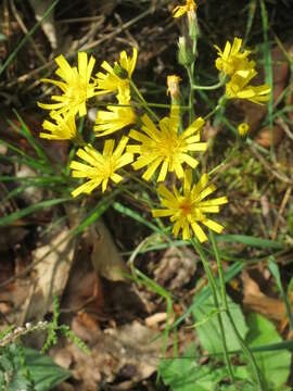 Image of few-leaved hawkweed