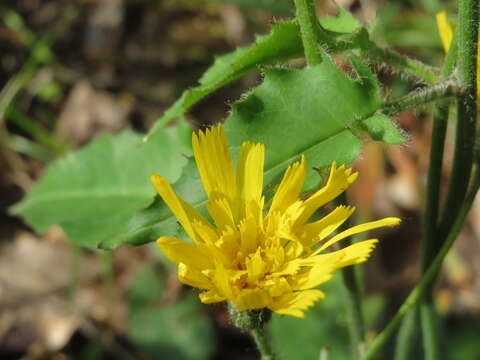 Слика од Hieracium murorum L.