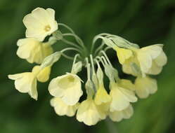 Image of cowslip