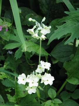 Image of Primula alpicola (W. W. Sm.) Stapf